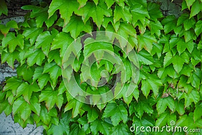 Ivy hedges in Italian parks and gardens Stock Photo