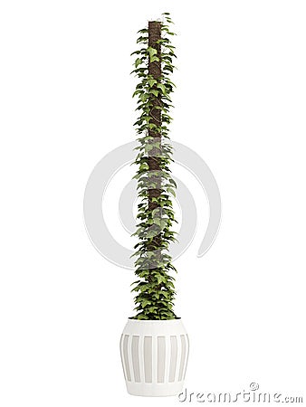 Ivy houseplant covering a support Stock Photo