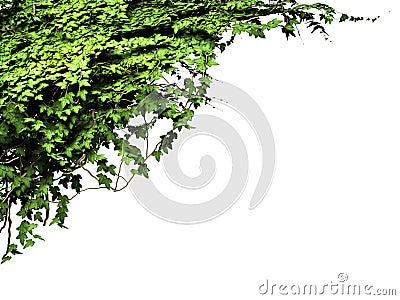 Ivy isolated Stock Photo