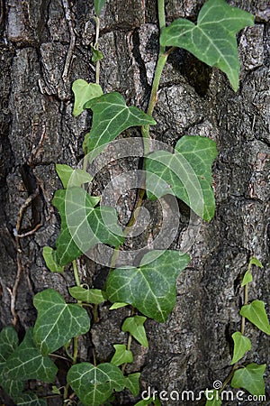 Ivy. Stock Photo