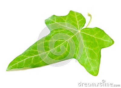 Ivy leaf Stock Photo