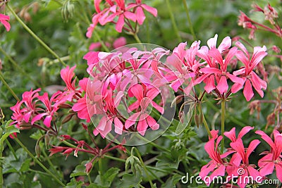 Ivy Leaf Geranium Flowers Stock Photo