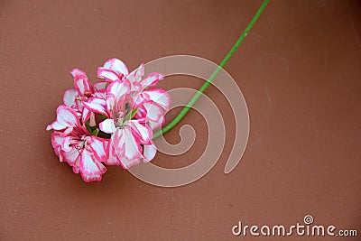 Ivy-leaf Geranium Stock Photo