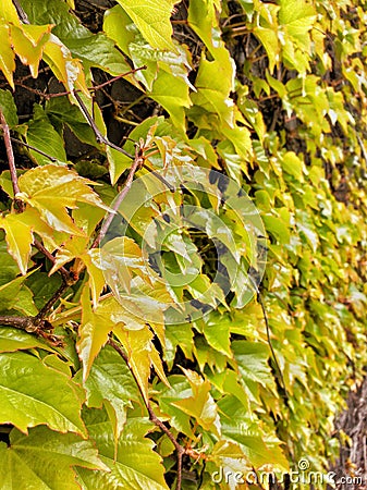 Ivy leafs covering brick wall Stock Photo
