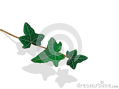 Ivy leaves Vector Illustration