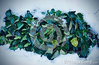 Ivy leaves under the snow Stock Photo