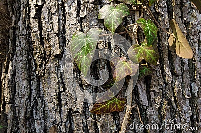 Ivy lit by sunlight, wild poison ivy vine isolated on rough bark, climbing on old oak tree in deciduous broadleaf forest Stock Photo
