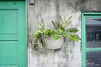 Ivy and other plants in the pot on the rustic concrete wall Stock Photo