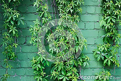 Ivy plant on the background of green wall. Stock Photo
