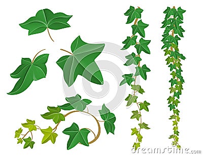 Ivy plant set for nature design Vector Illustration