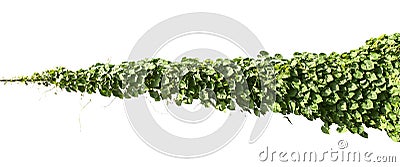 Ivy plant with wire electric isolate on white Stock Photo