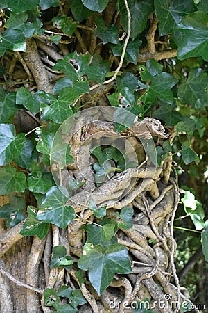 Invading ivy engulfing a tree from the ground up, 3. Stock Photo