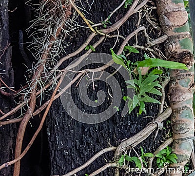 The ivy roots, like nature's tenacious embrace, tightly clung to the tree trunks, Stock Photo