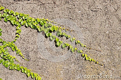 Ivy sticked on a wall Stock Photo