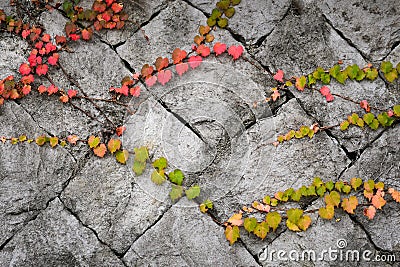 Ivy on the stone wall in autumn Stock Photo