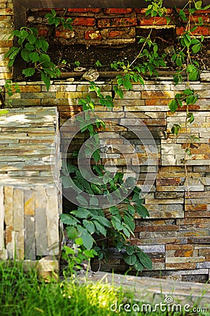 Ivy and stone wall Stock Photo