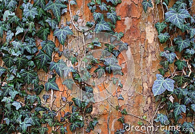 An ivy on a tree Stock Photo