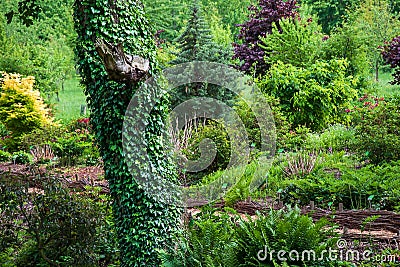 Ivy trees scenery. Tree trunk bark covering by foliage. vine growth on wood near bushes. landscaped magic place. green leaves Stock Photo