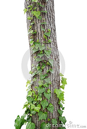 Ivy vines climbing tree trunk isolated on white background, clip Stock Photo