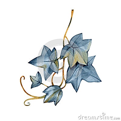 Ivy watercolor illustration. Lush hedera helix close up image. Fresh botanical green stem with leaves and buds. Garden Cartoon Illustration