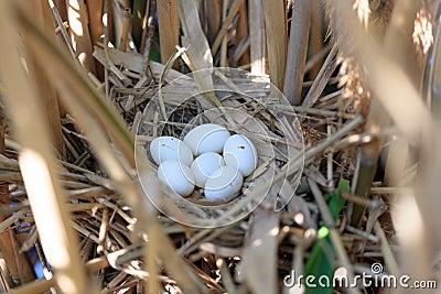 Ixobrychus minutus, Little Bittern. Stock Photo