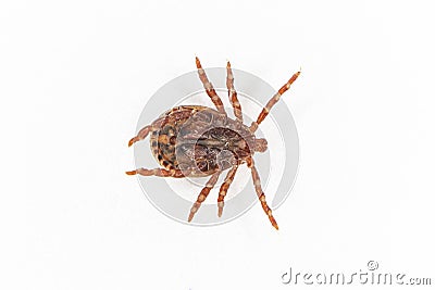 Spotted tick on a white background. Bloodsucking insect. Dermacentor marginatus, Dermacentor reticulatus. the reverse side of the Stock Photo