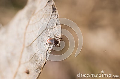 Ixodes scapularis Stock Photo