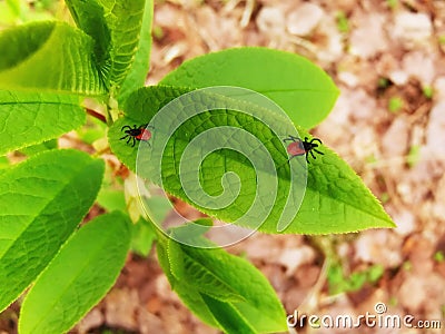 Ixodic tick attack close up. Very dangerous insect. Macro photo Stock Photo