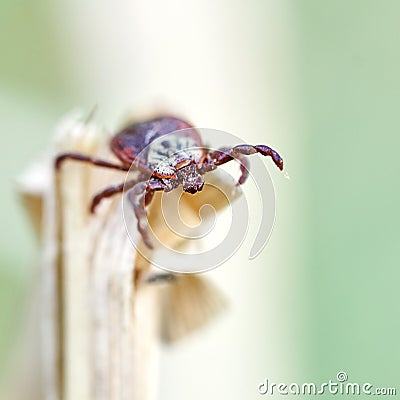 Ixodic tick sitting on the top of a dry grass. Macro photo. Stock Photo