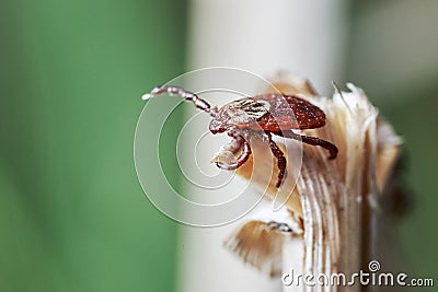 Ixodic tick sitting on the top of a dry grass. Macro photo. Stock Photo