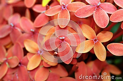 Ixora Stock Photo