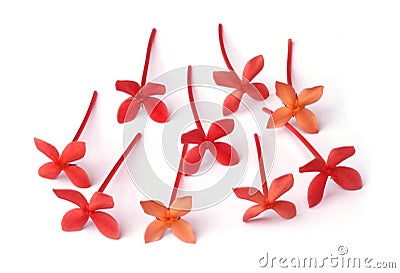 Ixora Stock Photo