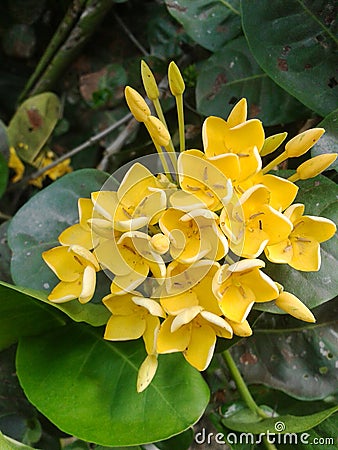 ixora-53364536.jpg