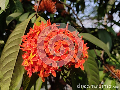 Ixora Chinensis flower, commonly known as Chinese Ixora, is a species of plant of the genus Ixora. Stock Photo