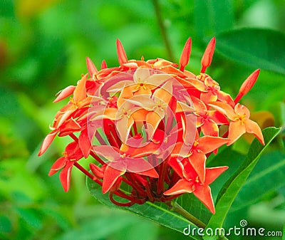 Ixora coccinea, Bright red indian ixora jasmine Stock Photo