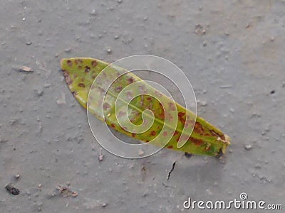 The adaxial face - ADET- or upper side of the leaf of the a sacred ixora plant on the ground. Leaf in senescence. Stock Photo