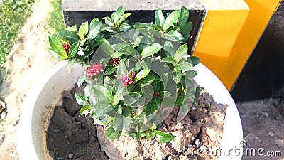 Ixora coccinea flower plants Stock Photo