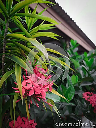 Ixora coccinea - an ornamental plant that often blooms - earned the nickname West indian jasmine Stock Photo