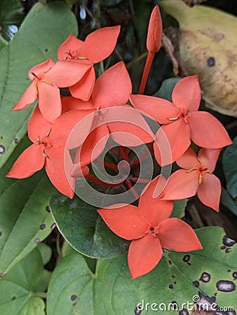 Ixora Coccinea it is looking Beautiful. Stock Photo