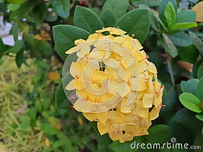 Ixora coccinea Yellow flower Stock Photo