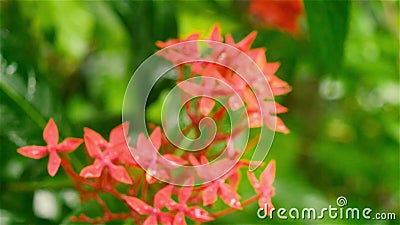 Ixora, minuscolo fiore rosso inzuppato di acqua piovana Bellissima pianta Riproduzione video in background del fiore Giorno di pi video d archivio Ixora, minuscolo fiore rosso inzuppato di acqua piovana Bellissima pianta Riproduzione video in background del fiore Giorno di pi video d archivio