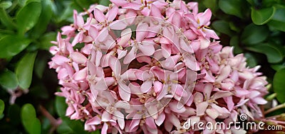 Ixora pink fresh background Stock Photo