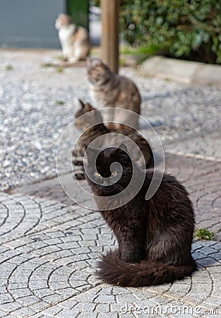 Izmir Stray Cats Stock Photo