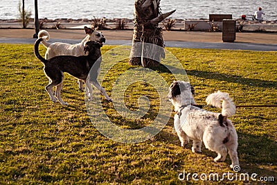 IZMIR, TURKEY, JULY 29, 2019: Street and domestic dogs playing on lawn polluted by seed shuck and cigarettes Editorial Stock Photo