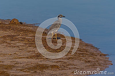 Yellow Crowned Night Heron on the Sand Bar Stock Photo