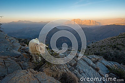 Jabal Shams, Hajar mountains, Oman Stock Photo