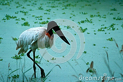 Jabiru Stock Photo