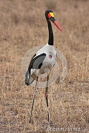 Jabiru Stock Photo