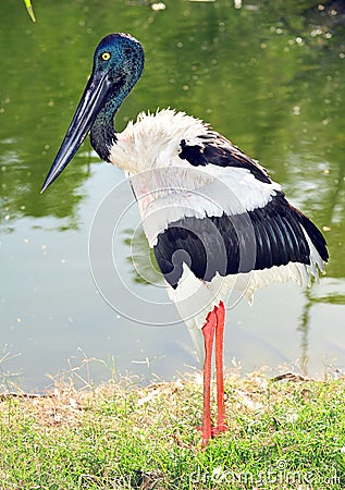 Jabiru or black headed stork, australia Stock Photo