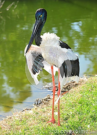 Jabiru or black headed stork, australia Stock Photo